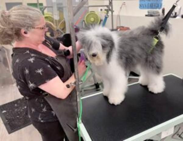 Pet Grooming san diego 