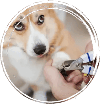 dog grooming salons in san diego 