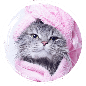 cat grooming san diego ca 